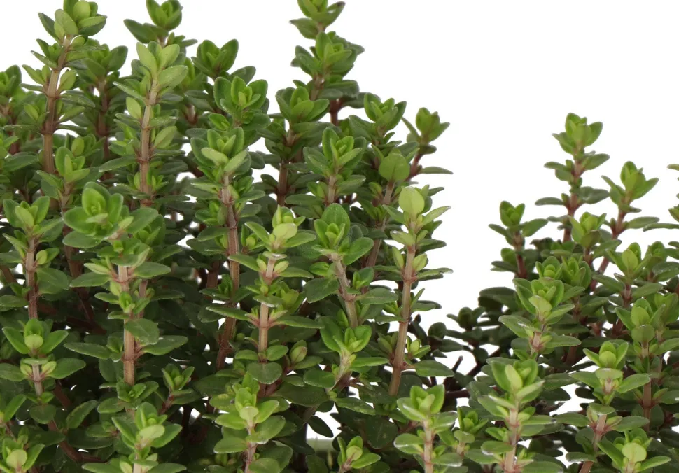 Bio Thymian (Thymus vulgares 'Faustini') D 14 H 10 cm