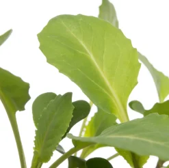 Bio Weißkohl (Brassica oleracea Capitata) D 9 H 5 cm