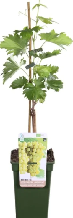 Bio Weintraube weiß, kernlos (Vitis vinifera 'Lakemont') D 19 H 55 cm