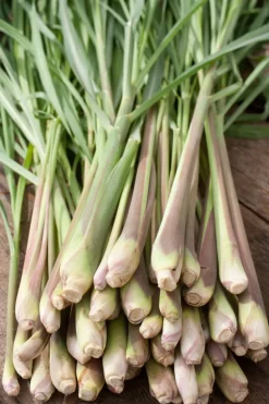 Bio Zitronengras (Cymbopogon flexuosus) D 12 H 10 cm