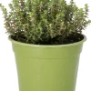 Bio Zitronen-Thymian (Thymus citriodorus 'Aureus') D 14 H 10 cm
