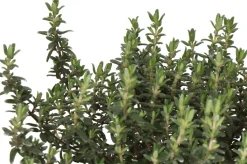 Bio Zitronen-Thymian (Thymus citriodorus 'Aureus') D 14 H 10 cm