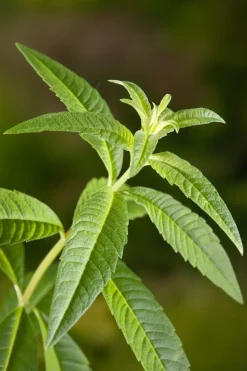 Bio Zitronenverbene (Aloysia triphylla) D 12 H 15 cm