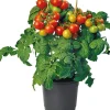 Bio-Kirschtomate (Solanum lycopersicum) D 14 H 40 cm