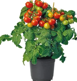Bio-Kirschtomate (Solanum lycopersicum) D 14 H 40 cm