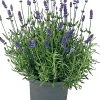 Bio-Lavendel (Lavendula angustifolia 'Lamorosa') D 14 H 25 cm