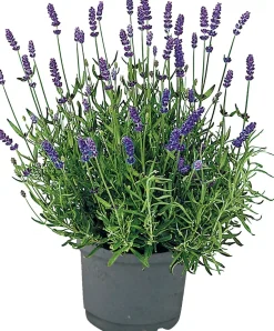 Bio-Lavendel (Lavendula angustifolia 'Lamorosa') D 14 H 25 cm