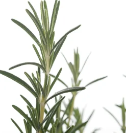 Biologischer Rosmarin (Rosmarinus Officinalis 'Blue Winter')