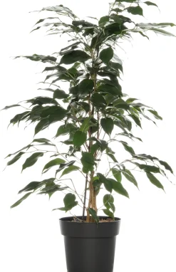 Birkenfeige (Ficus benjamina 'Danielle') D 17 cm H 70 cm