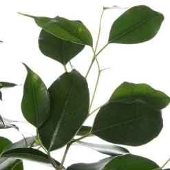 Birkenfeige (Ficus benjamina 'Danielle') D 17 cm H 70 cm