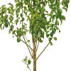 Birnbaum (Pyrus com. 'Conference') D 24 cm