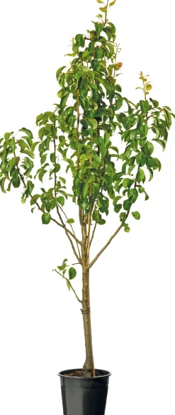 Birnbaum (Pyrus com. 'Conference') D 24 cm
