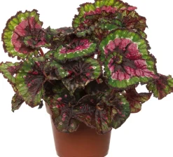 Blattbegonie (Begonia rex (MC) 'Macarena') D 13 cm H 25 cm