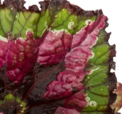 Blattbegonie (Begonia rex (MC) 'Macarena') D 13 cm H 25 cm