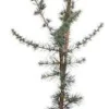 Blaue Zeder (Cedrus libani 'Glauca') D 23 H 100 cm