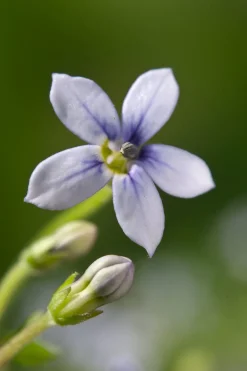 Blauer Bubikopf (Isotoma fluviatilis)