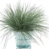 Blauschwingel (Festuca glauca 'Compacta Blue') D 10,5 H 20 cm