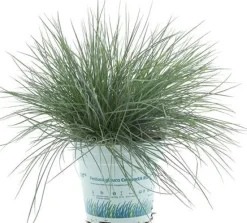 Blauschwingel (Festuca glauca 'Compacta Blue') D 10,5 H 20 cm
