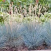 Blauschwingel (Festuca glauca 'Elijah Blue') D 17 H 30 cm
