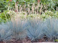 Blauschwingel (Festuca glauca 'Elijah Blue') D 17 H 30 cm