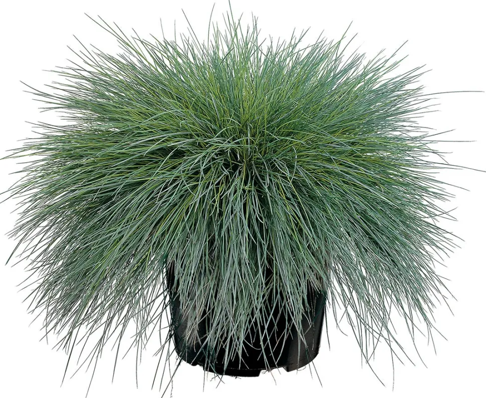 Blauschwingel (Festuca glauca 'Intense Blue') D 17 H 35 cm