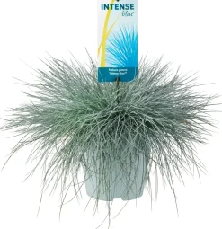 Blauschwingel XL (Festuca glauca 'Intense Blue') D 23 H 45 cm