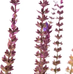 Blüten-Salbei (Salvia nemorosa 'Caradonna') D 11 H 10 cm