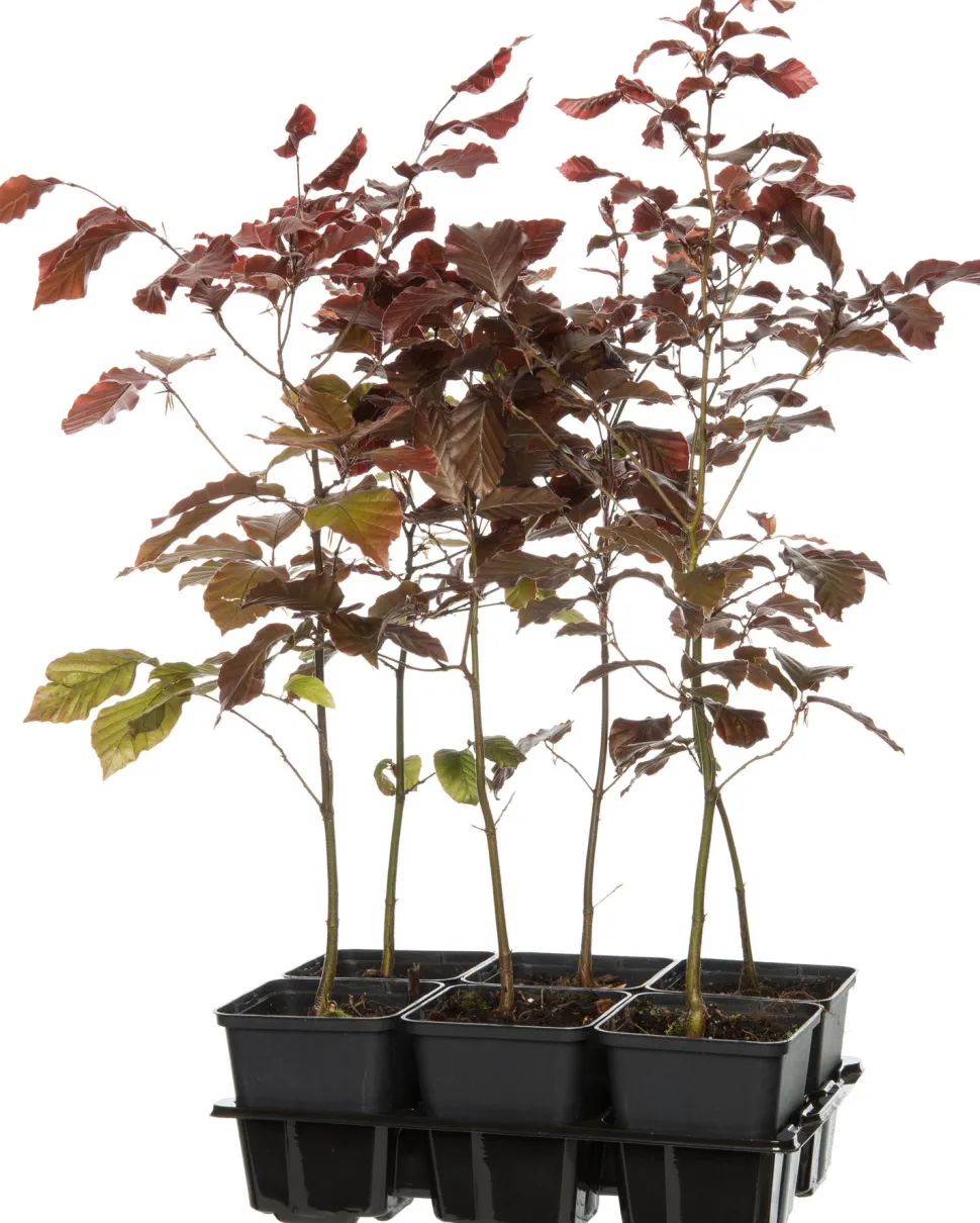 Blutbuche (Fagus sylvatica 'Atropunicea') D 9 H 60 cm