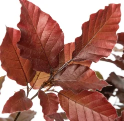 Blutbuche (Fagus sylvatica 'Atropunicea') D 9 H 60 cm