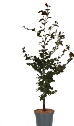 Blutbuche (Fagus sylvatica 'Atropunicea') D 17 H 60 cm