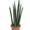Bogenhanf (Sansevieria bacularis 'Mikado') D 6 H 20 cm