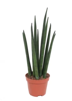 Bogenhanf (Sansevieria bacularis 'Mikado') D 6 H 20 cm