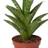 Bogenhanf (Sansevieria 'Tough Lady') D 10 H 25 cm
