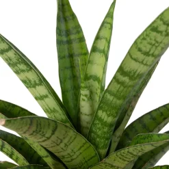 Bogenhanf (Sansevieria 'Tough Lady') D 10 H 25 cm