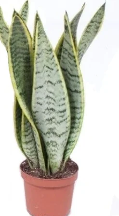 Bogenhanf (Sansevieria trifasciata 'Laurentii') D 12 H 40 cm