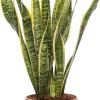 Bogenhanf (Sansevieria trifasciata 'Laurentii') D 17 H 65 cm