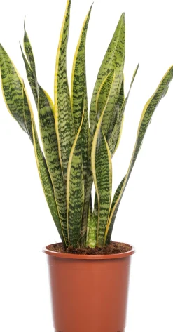 Bogenhanf (Sansevieria trifasciata 'Laurentii') D 17 H 65 cm