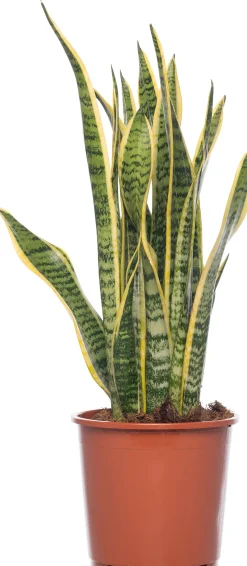 Bogenhanf (Sansevieria trifasciata 'Laurentii') D 14 H 50 cm