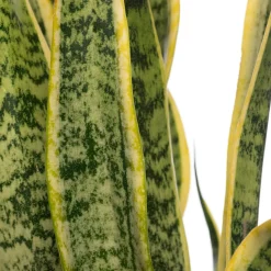Bogenhanf (Sansevieria trifasciata 'Laurentii') D 14 H 50 cm