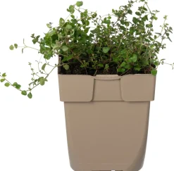 Breitblättriger Thymian (Thymus pulegioides) D 11 H 10 cm