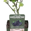 Brombeere stachellos (Rubus fruticosus 'Black Satin') H 45 cm