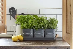 Burgon & Ball Kräutertöpfe auf Tablett schwarz 41 x 12 x 13,5 cm