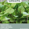 Buzzy® Microgreens Blut-Ampfer (Rumex sanguineus) Sprossen (BIO) Samen