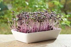 Buzzy® Microgreens Radies (Raphanus sativus) Kresse-Anzuchtset