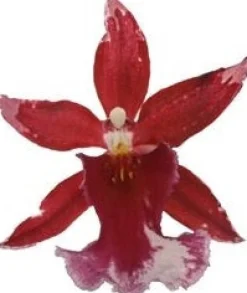 Cambria-Orchidee (Cambria 'Barocco') D 12 H 50 cm