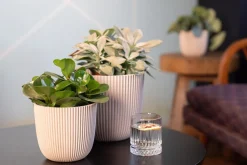 Capi Europe Blumentopf Groove beige D 16,5 H 15 cm