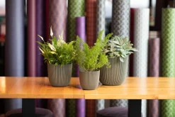 Capi Europe Blumentopf Groove grün D 21,5 H 20 cm