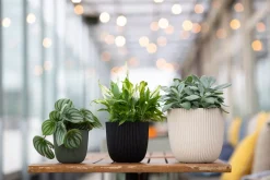 Capi Europe Blumentopf Groove schwarz D 16,5 H 15 cm