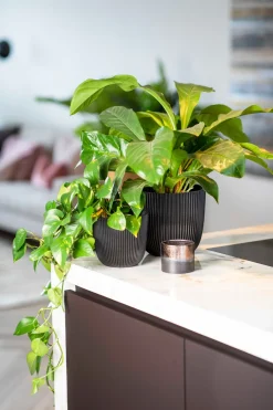 Capi Europe Blumentopf Groove schwarz D 16,5 H 15 cm