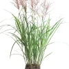 Chinaschilf (Miscanthus sinensis ‘Vulcano’) D 23 H 80 cm